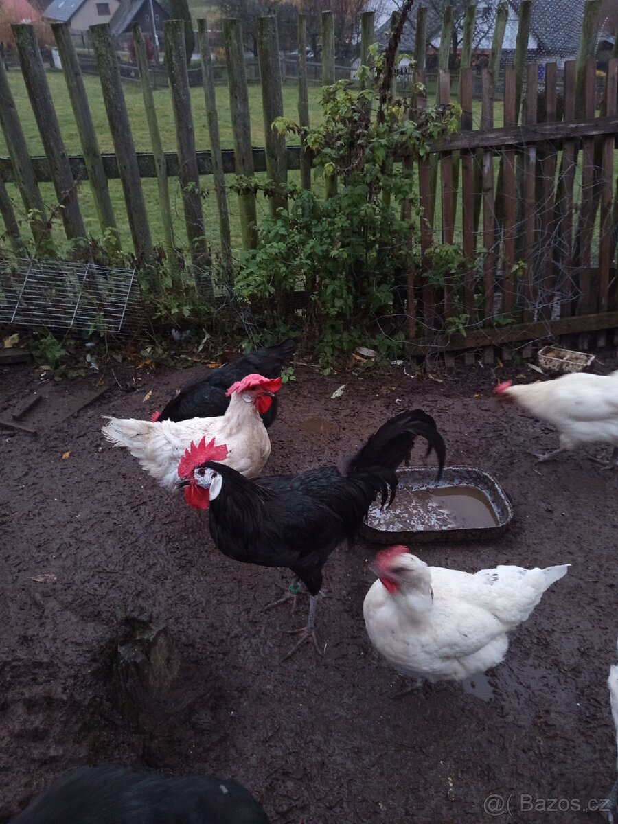 Chovný kohout Španělka Černá