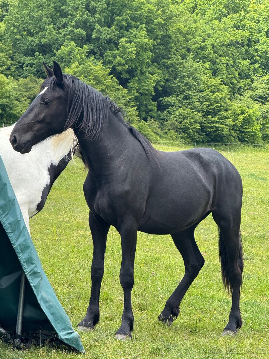 Mladá černá klisna