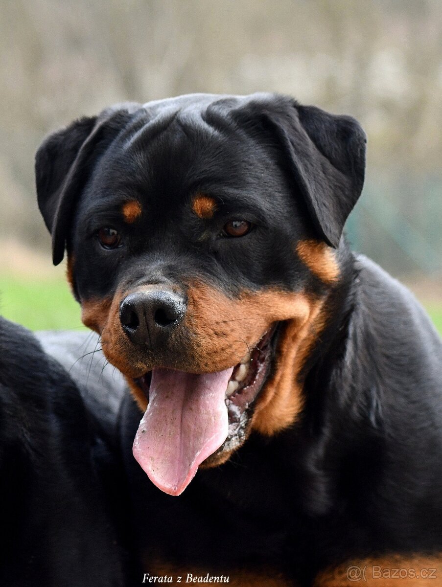 rotvajler - štěňata