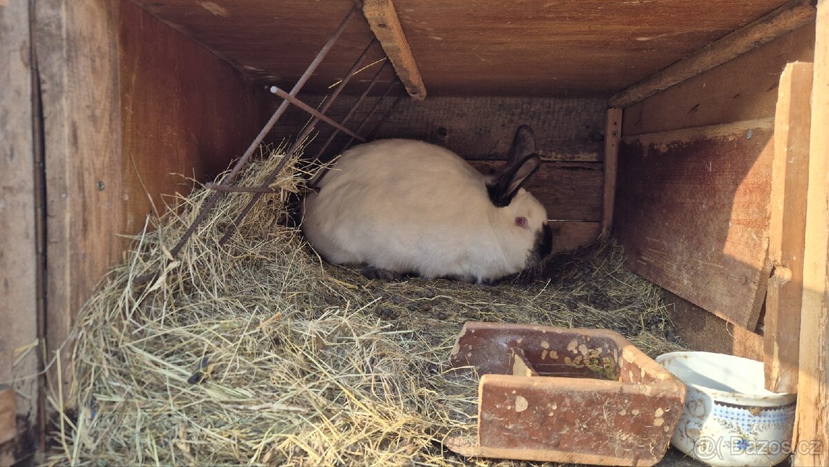 Prodám kraliky