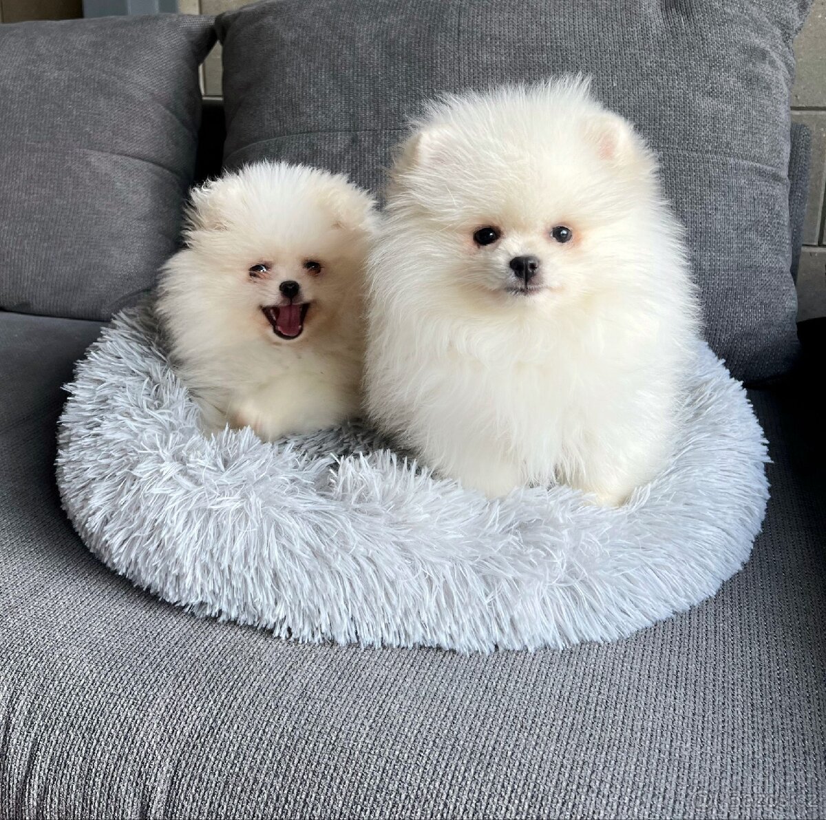 Pomeranian mini
