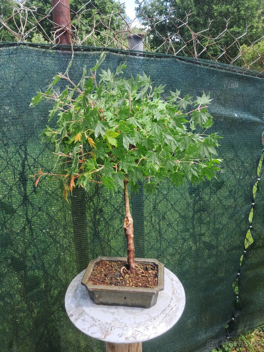 Bonsai,bonsaj Javor