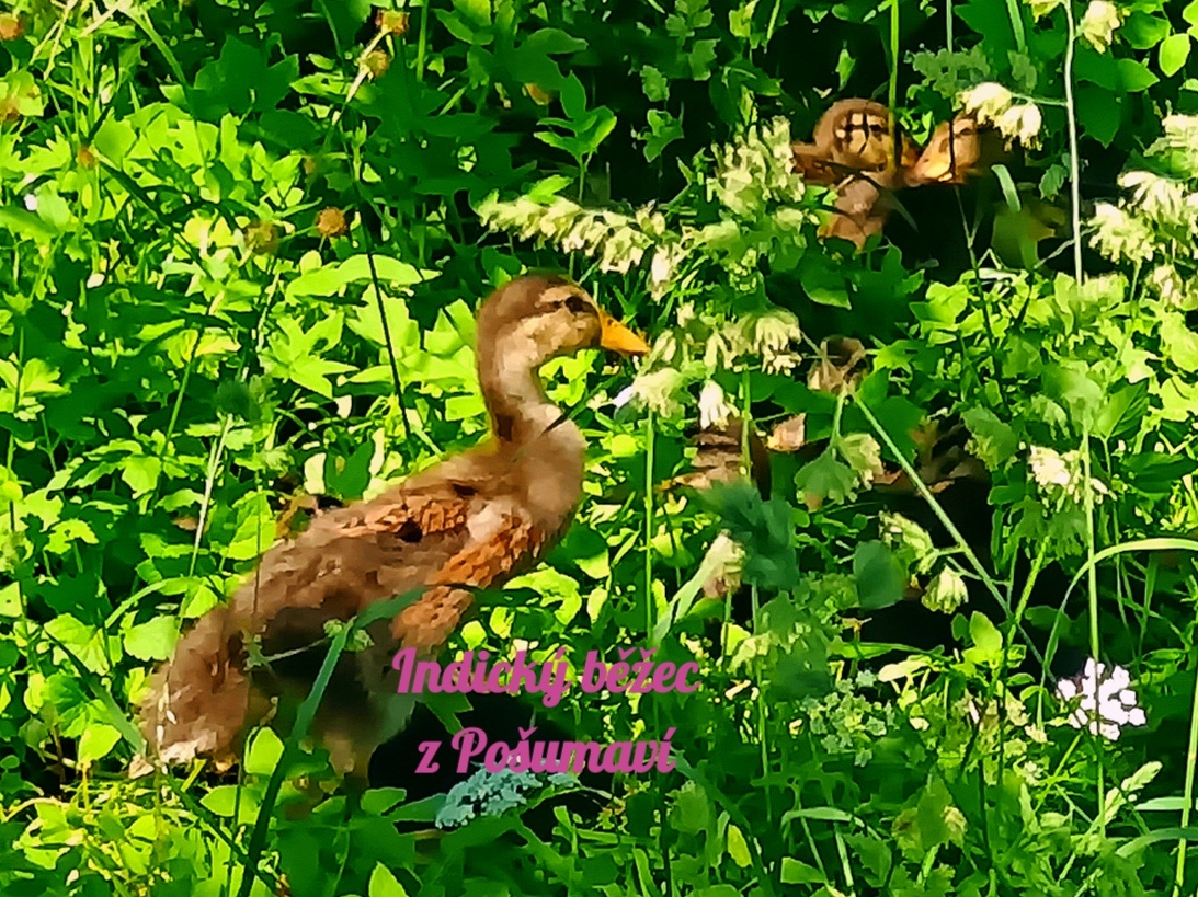 Indický běžec - kachňátka 🦆🦆🦆