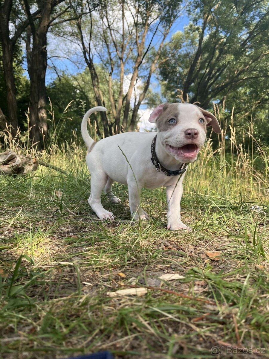 American Bully XL ŠTĚŇATA K ODBĚRU