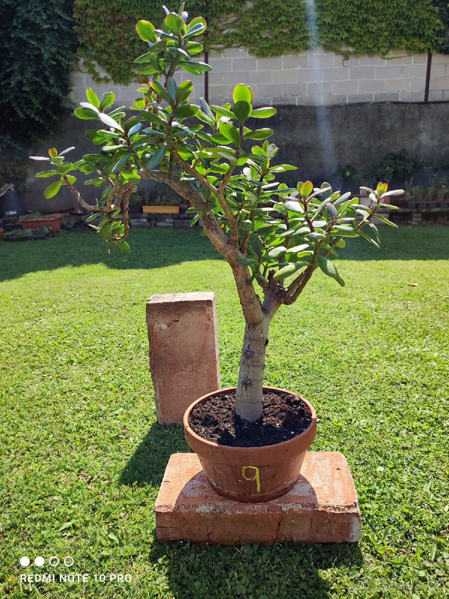 Tlustice (crassula ovata)