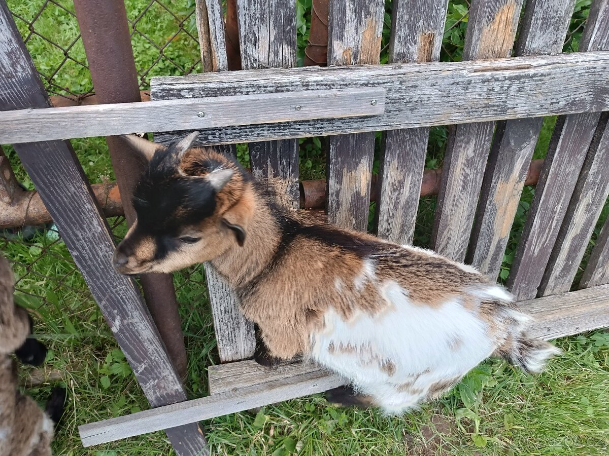 Holandská koza