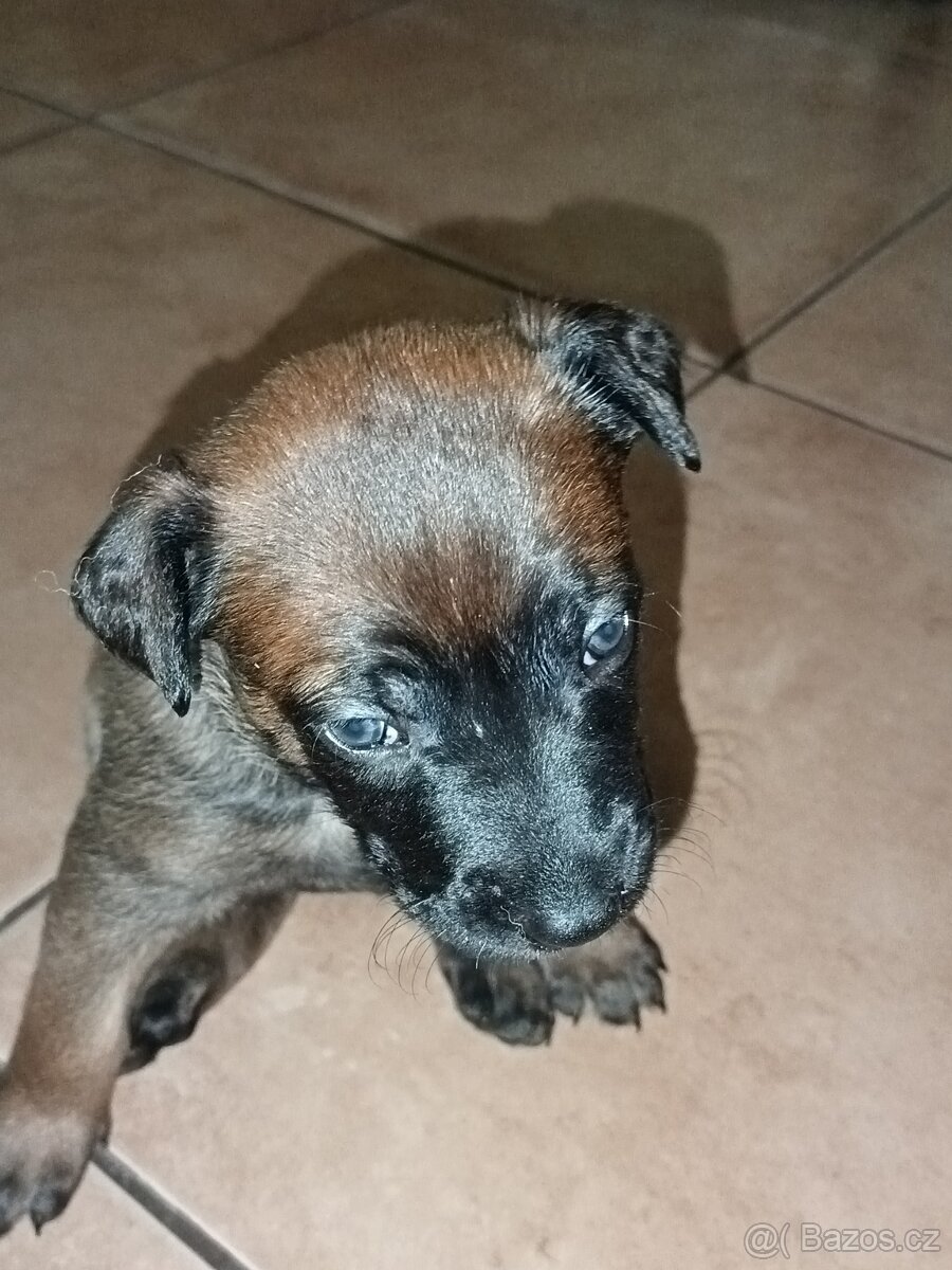 Belgický ovčák Malinois štěňata