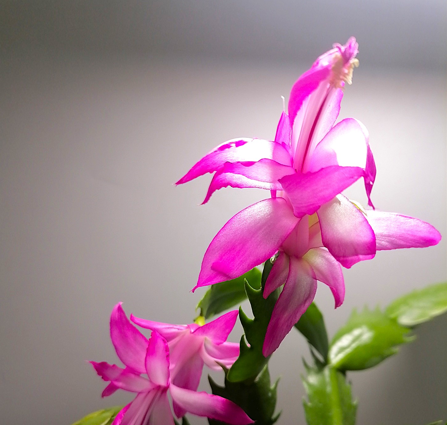 Schlumbergera - Vánoční kaktus: Pink Regent (řízek)