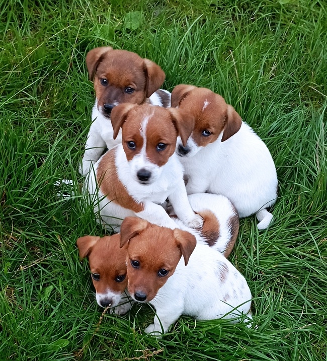 Jack russell terier krásná hnědobílá fenka na odběr