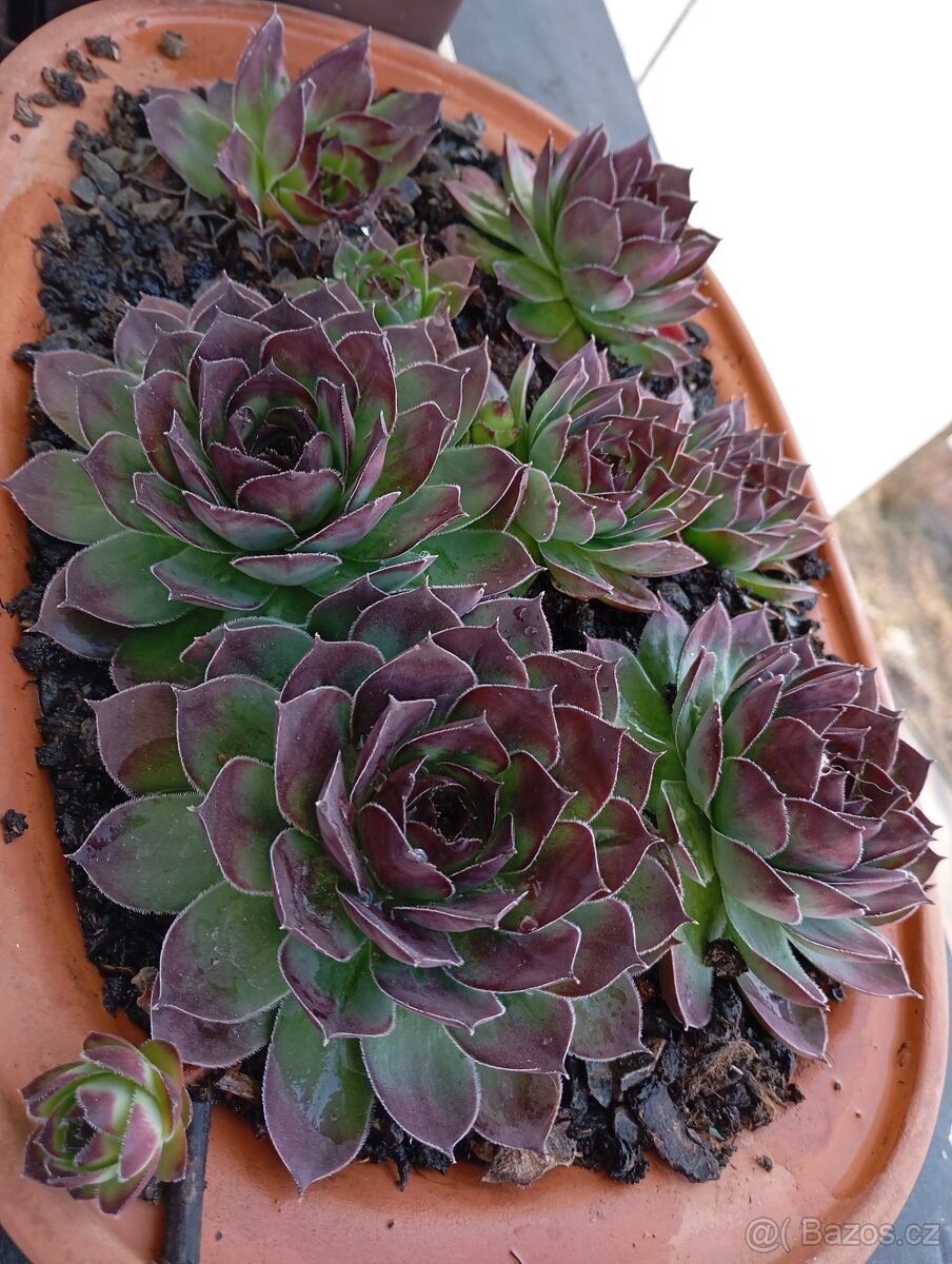 sazenice netřesků 5kč za kus,držáky na truhlíky,ačokča semen