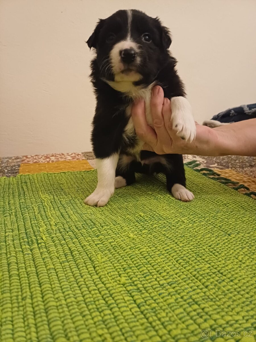 Štěňata bordercolie kříženci