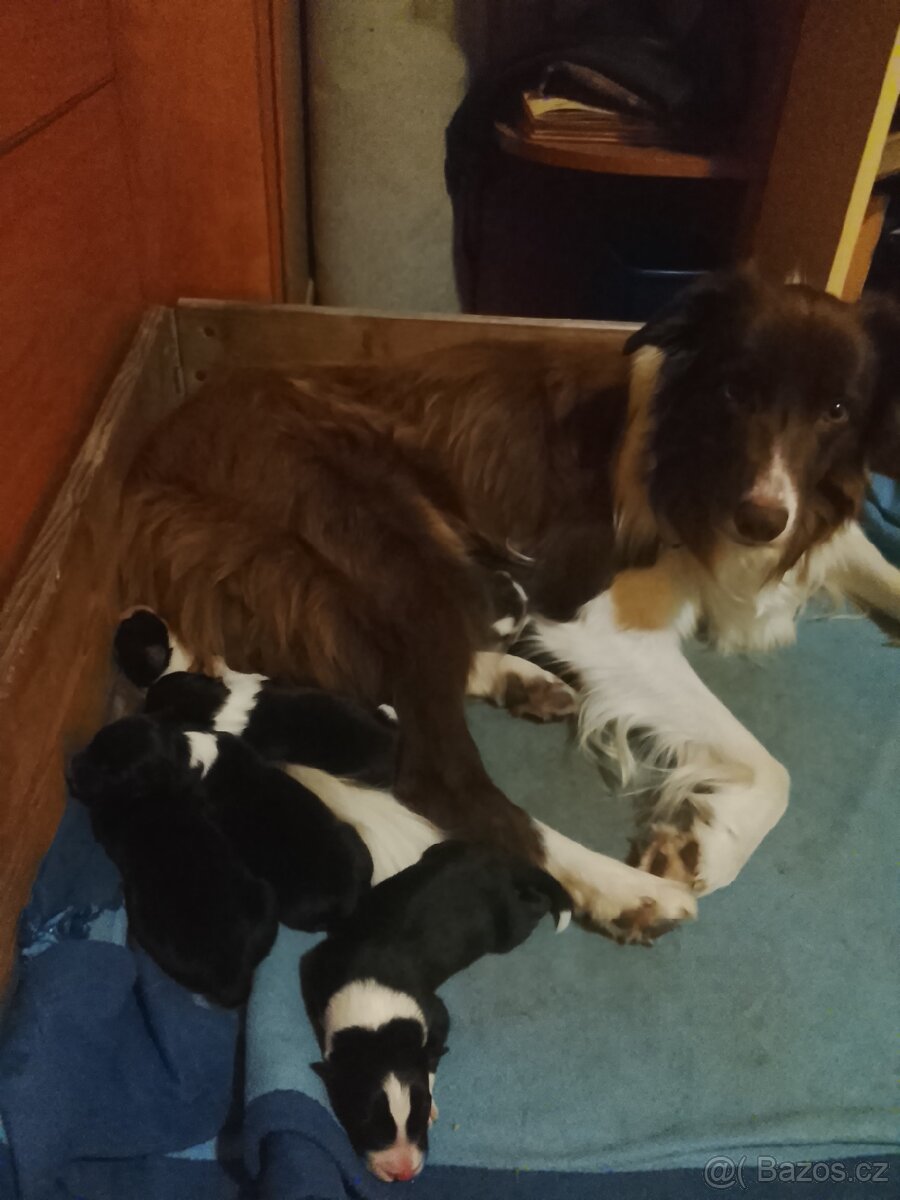 Border kolie štěně