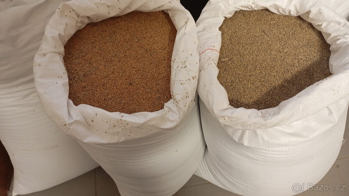 Proso žluté a zelené