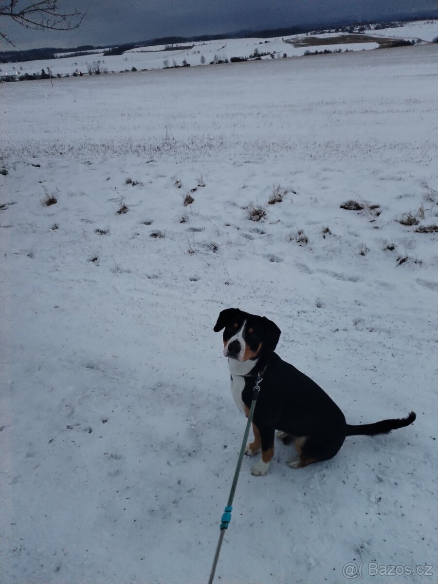 Entlebušnický salašnický pes s PP