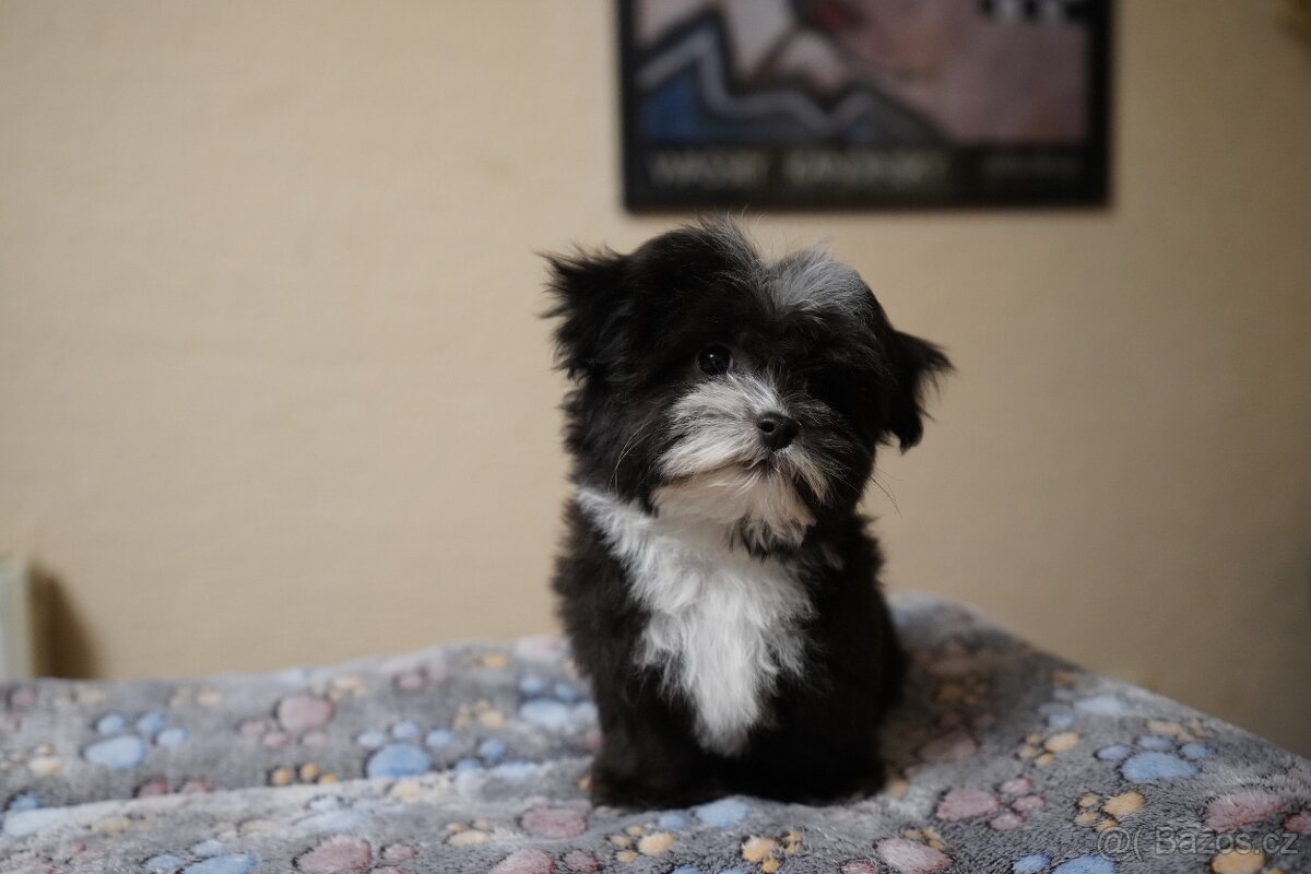 Roztomilá štěňátka havanského bišonka