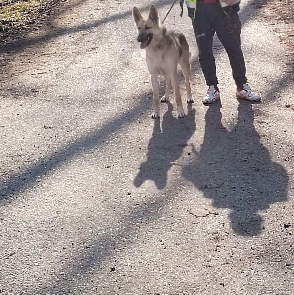 Darujem do dobrých rukou