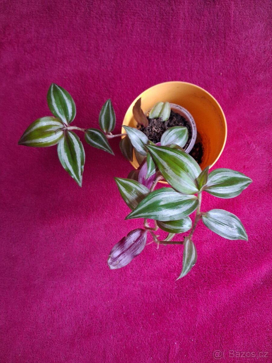 Tradescantia zebrina