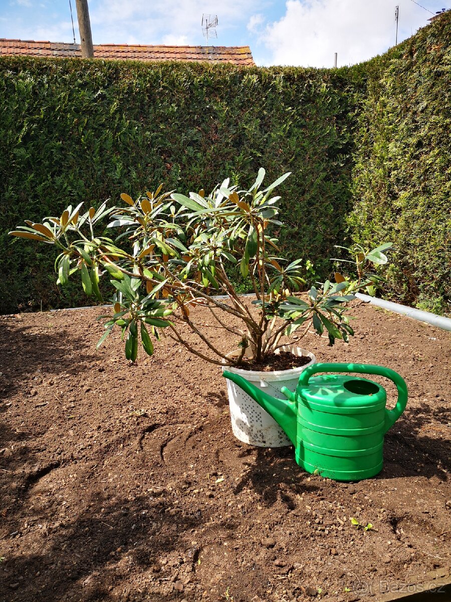 Keř rododendron