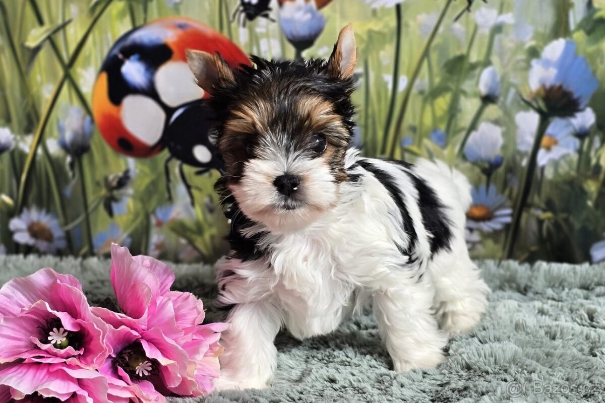 Biewer terrier fenka s PP