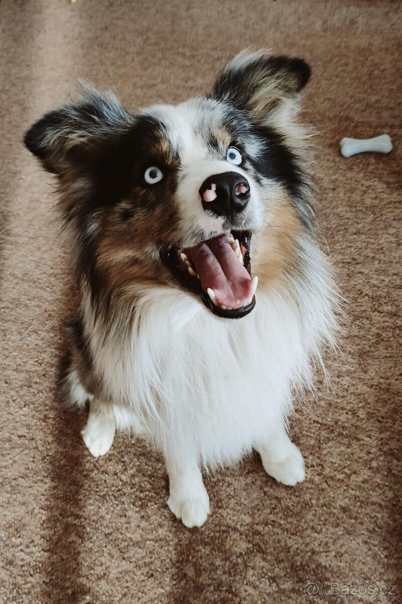borderkolie blue merle - krytí