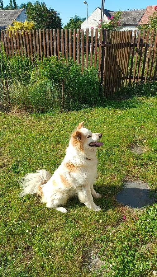 BOREK -  9 letý PEJSEK, KTERÉMU ZEMŘELA PANIČKA, HLEDÁ DOMOV