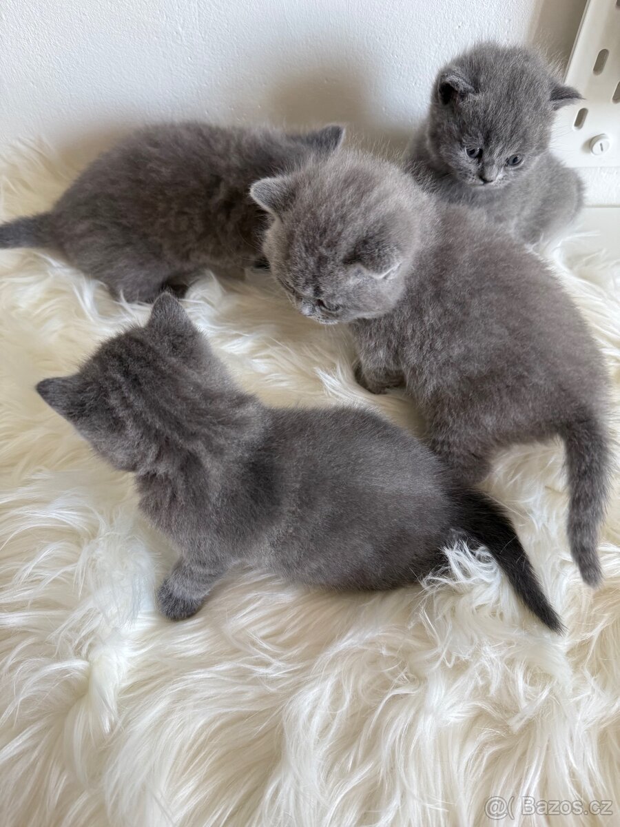 Naše první britská gaučácká koťátka 🐾💙