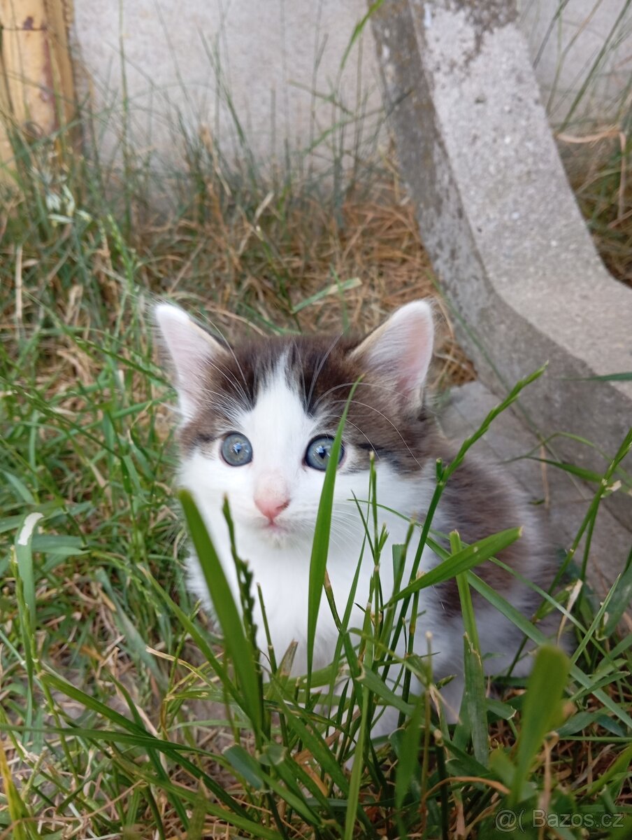 Ragdoll koťátko