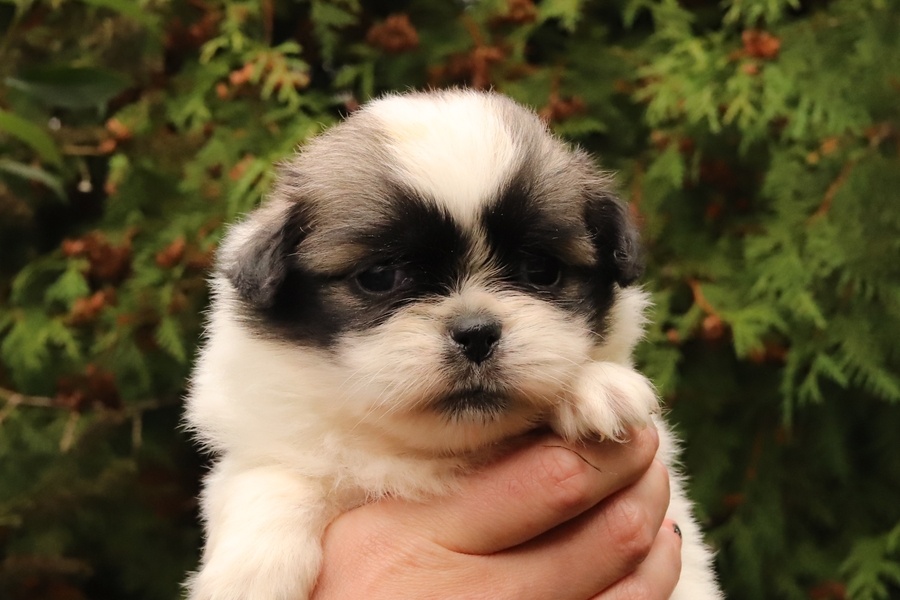 Tibetský španěl particolor