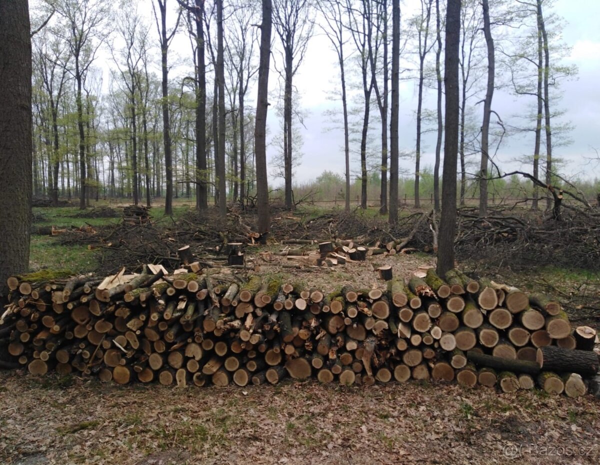 Palivové dřevo