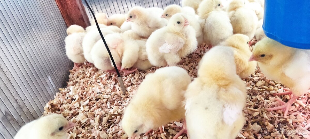 Brojlerová kuřata