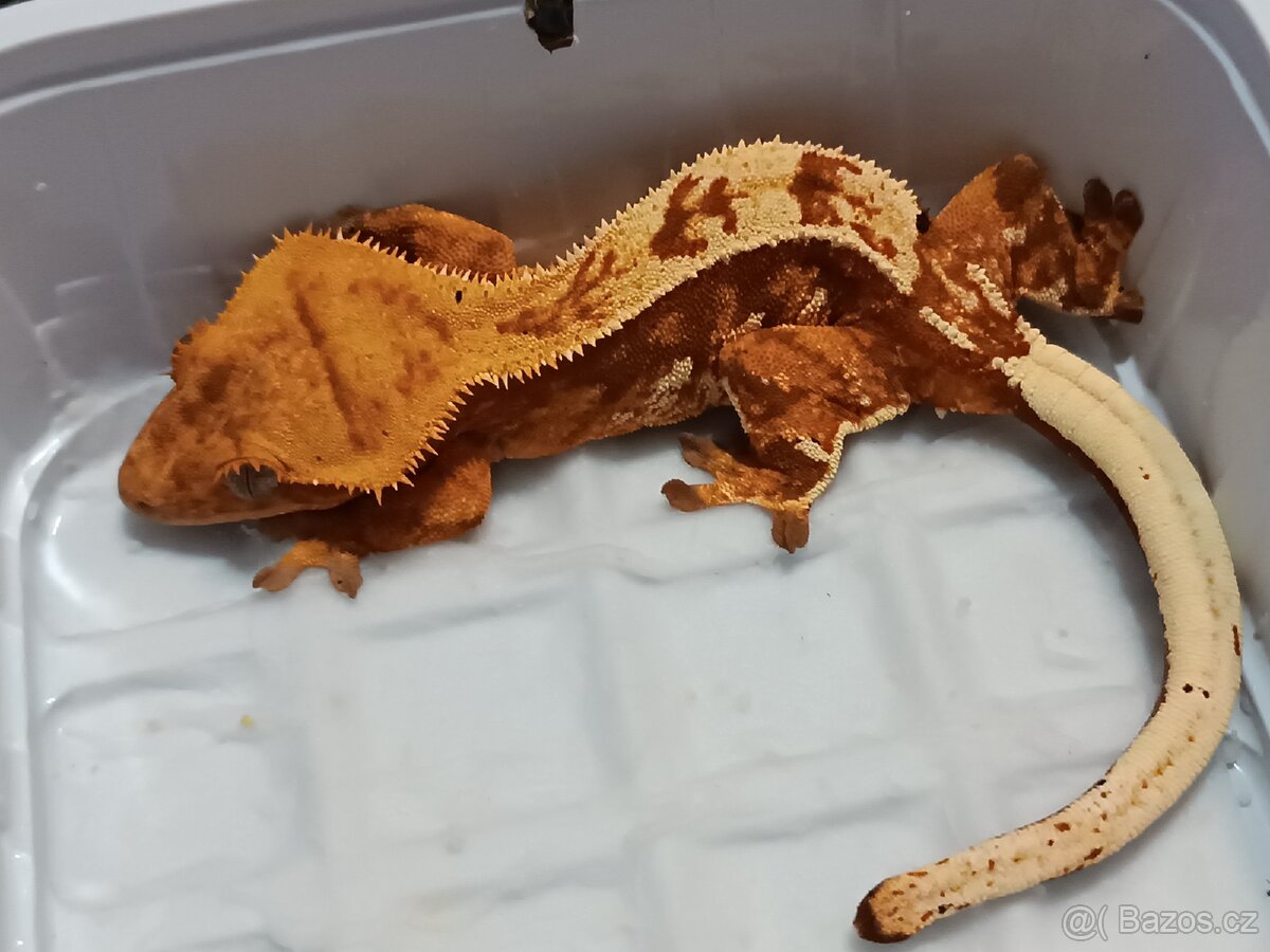 Pagekon řasnatý 1/3