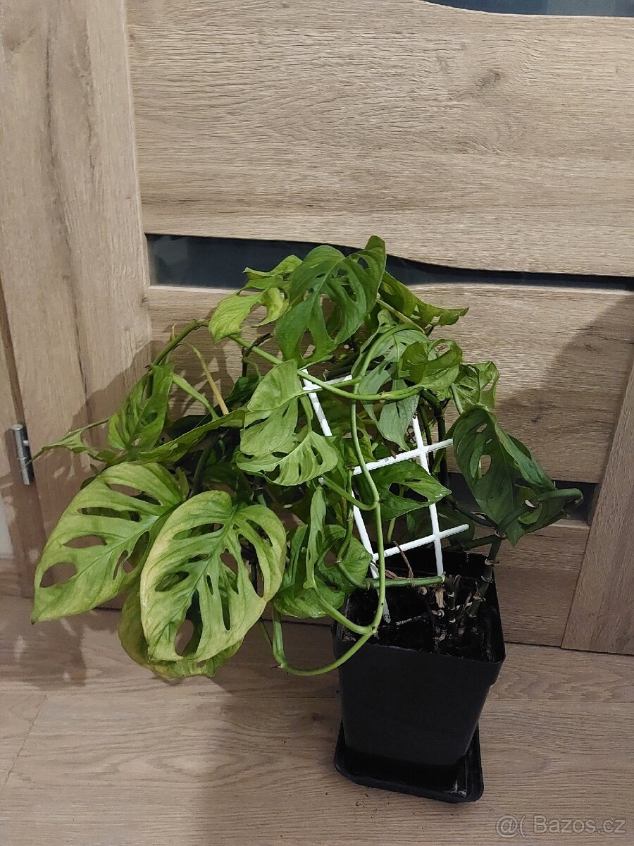 Monstera Monkey mask, pokojová květina