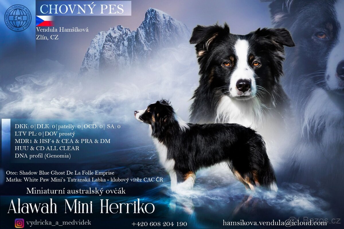 Miniaturní americký ovčák (MAS) - nakrytí