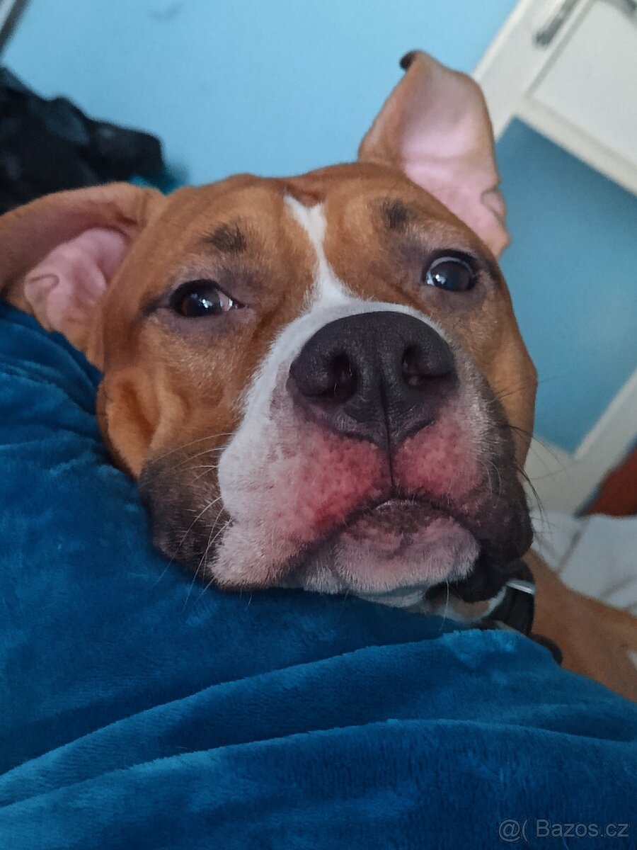 Nabízím krytí Amstaff s PP bez uchovnění