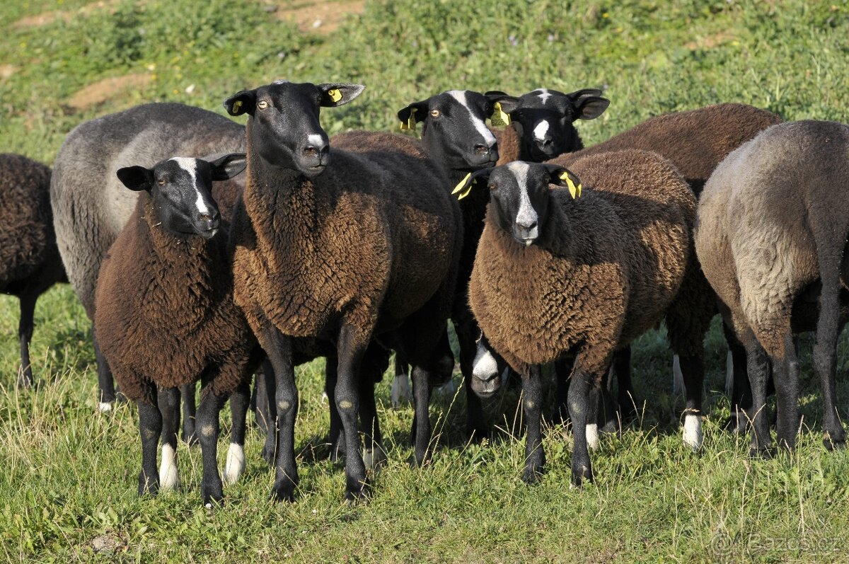 Ovce zwartbles