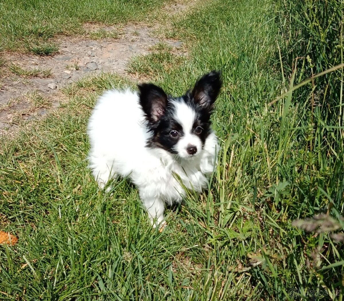 Papillon s PP