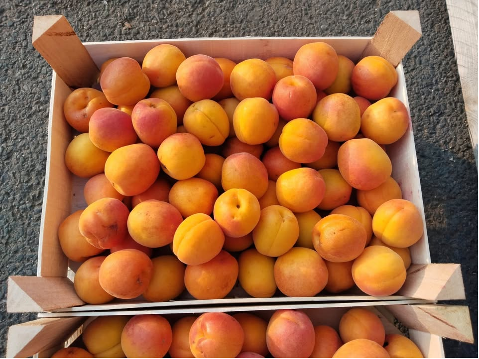 Meruňky za 69Kč/Kg na marmeládu i přímé spotřebě