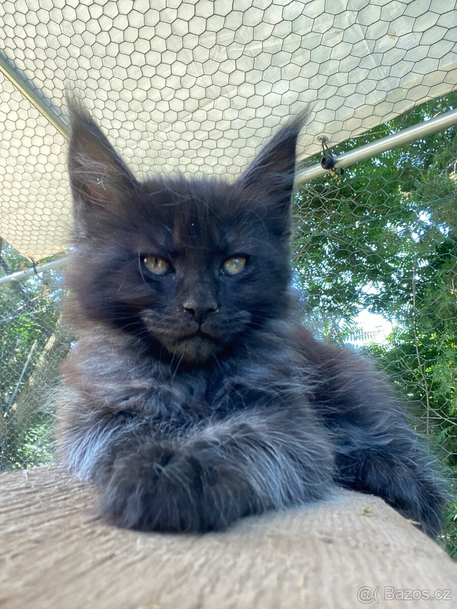 Maine coon kitten