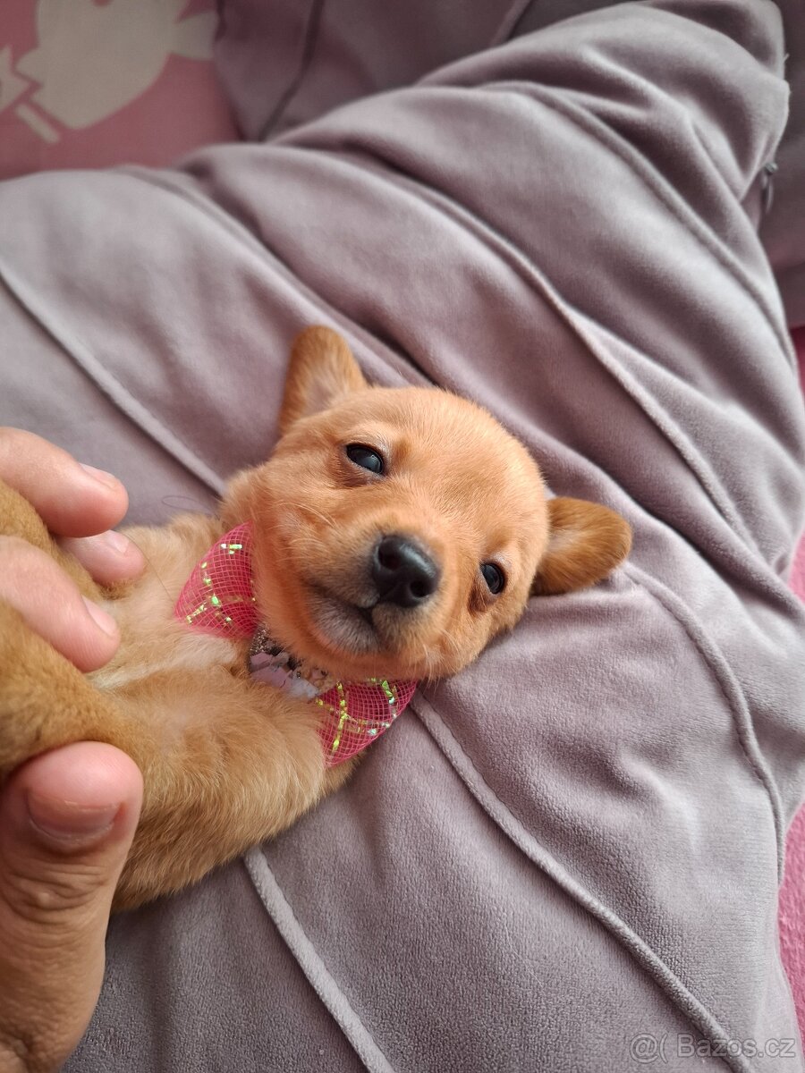 Stěně Pinč X Jack Russell