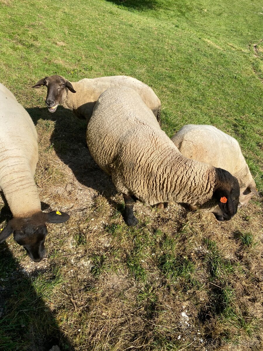 Prodám ,,výkonného” berana suffolk