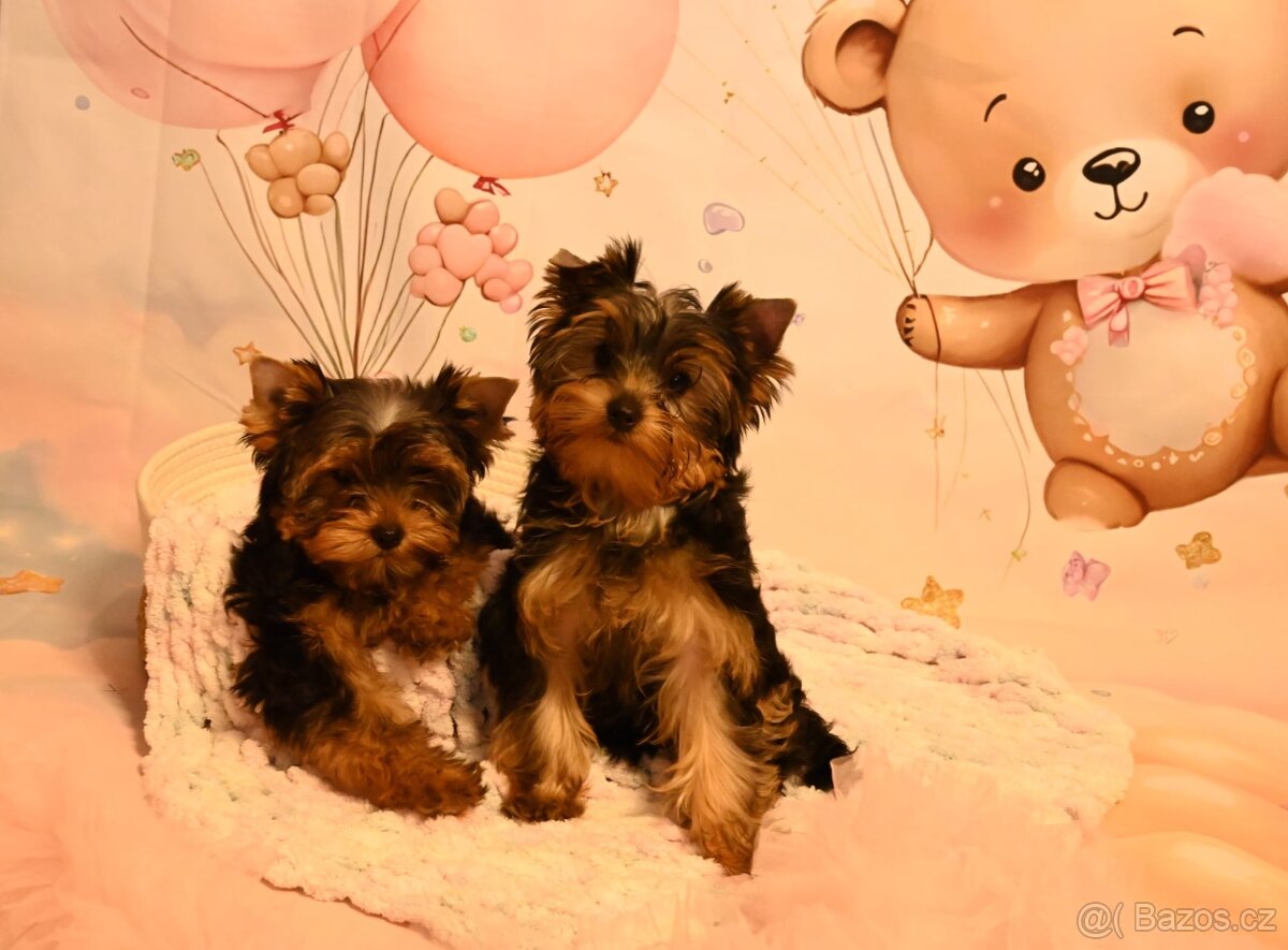 Jorksirsky terier s PP