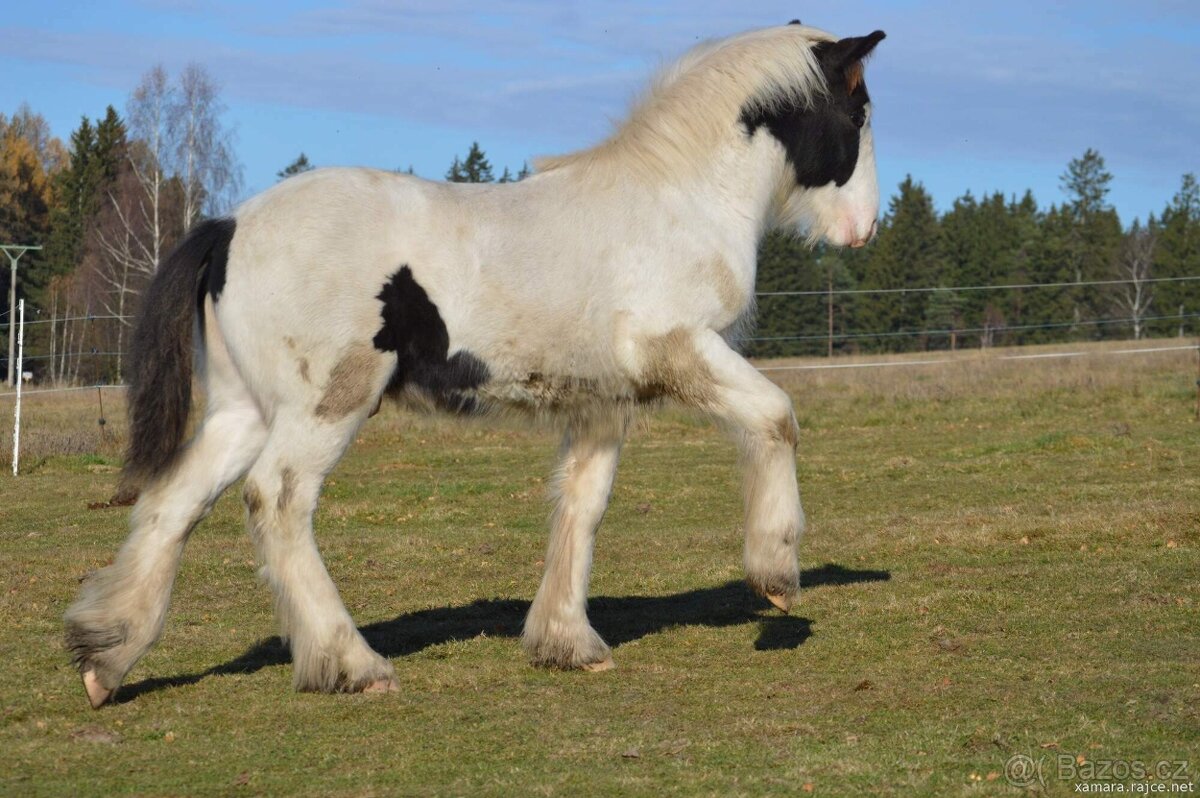 Hřebeček irský cob