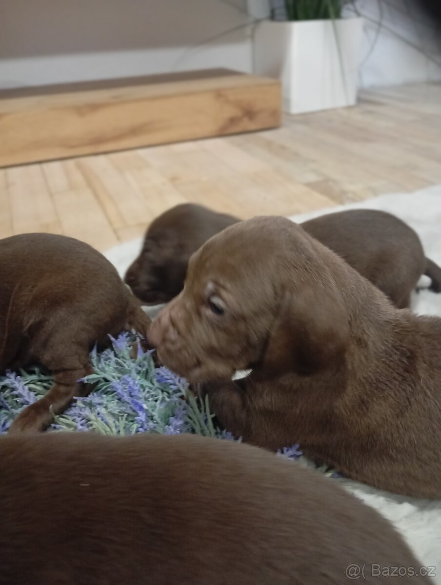 Štěnata Německý ohař