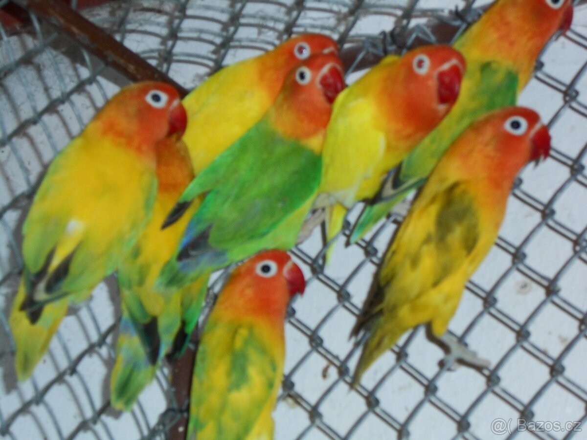 AGAPORNIS FISCHERI