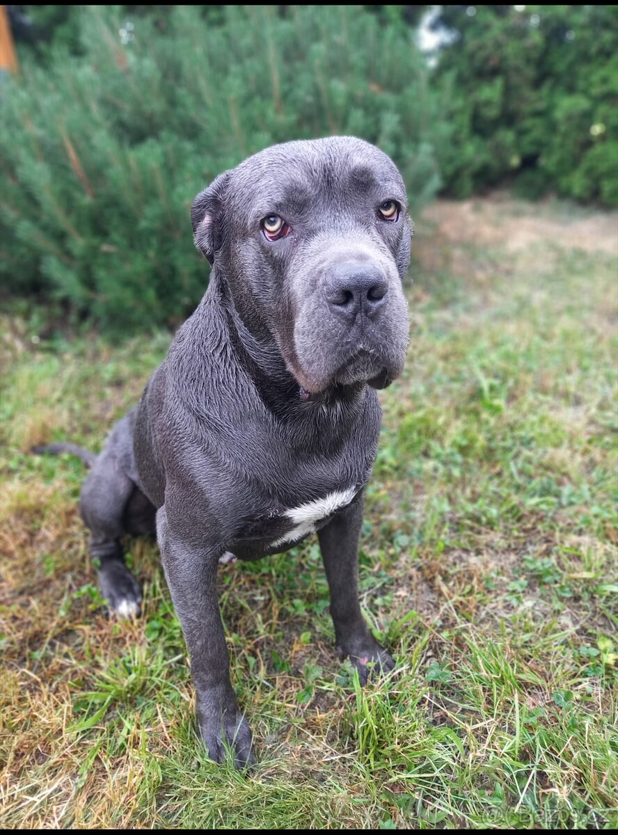 Cane corso - krytí