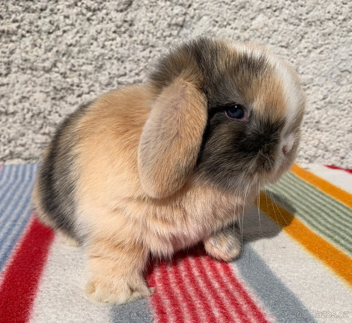 ❤️🌟Minilop mimi Kralicek Beránek