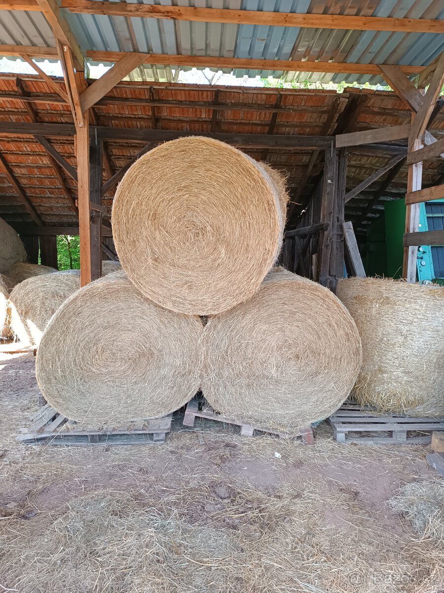 Seno