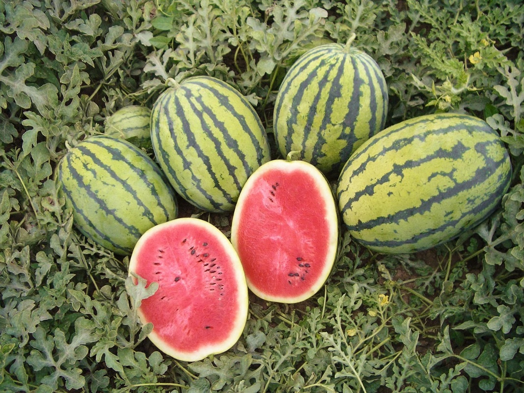 Roubované melouny