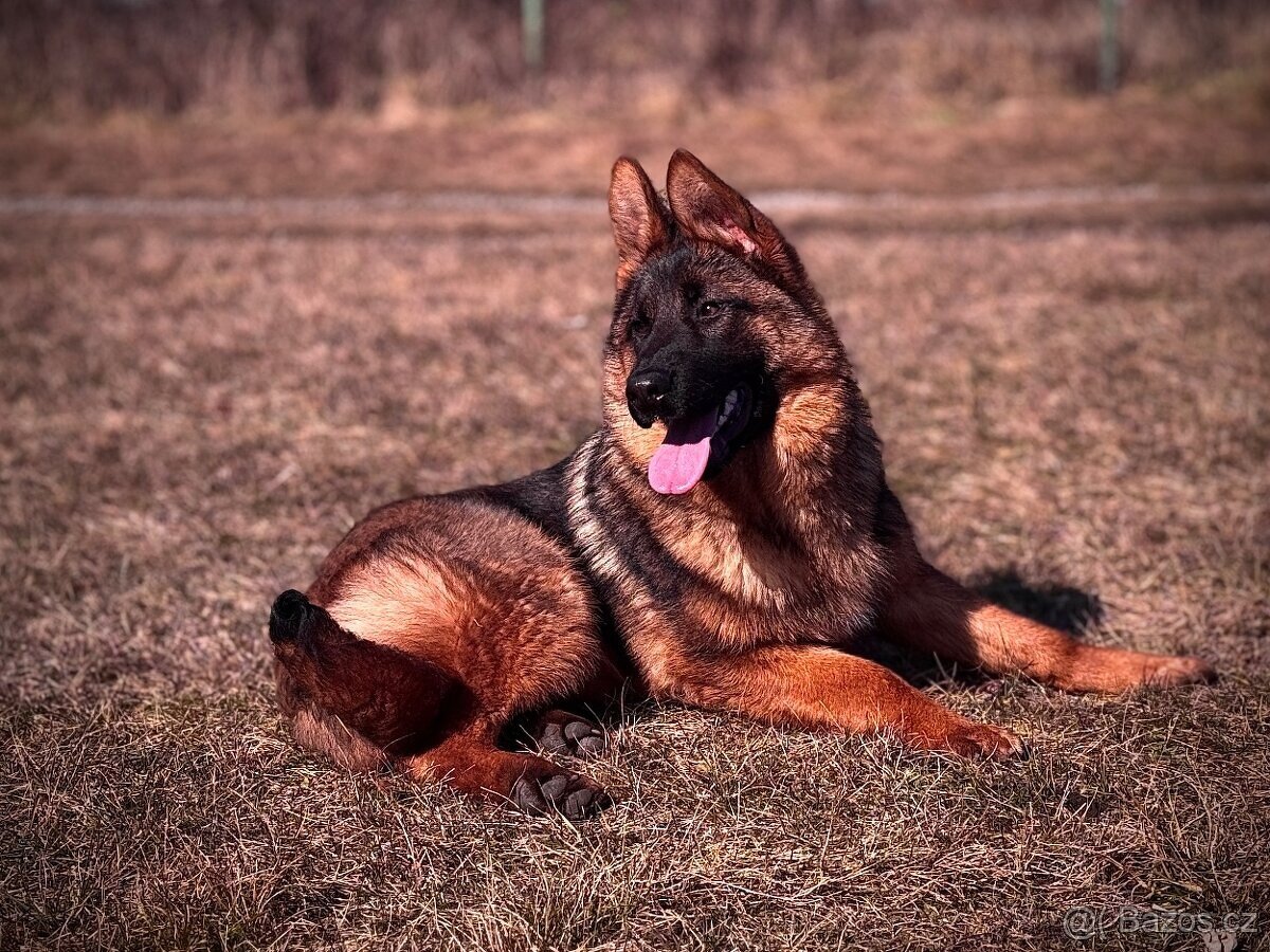 Německý ovčák - 9ti měsíční fenka s PP