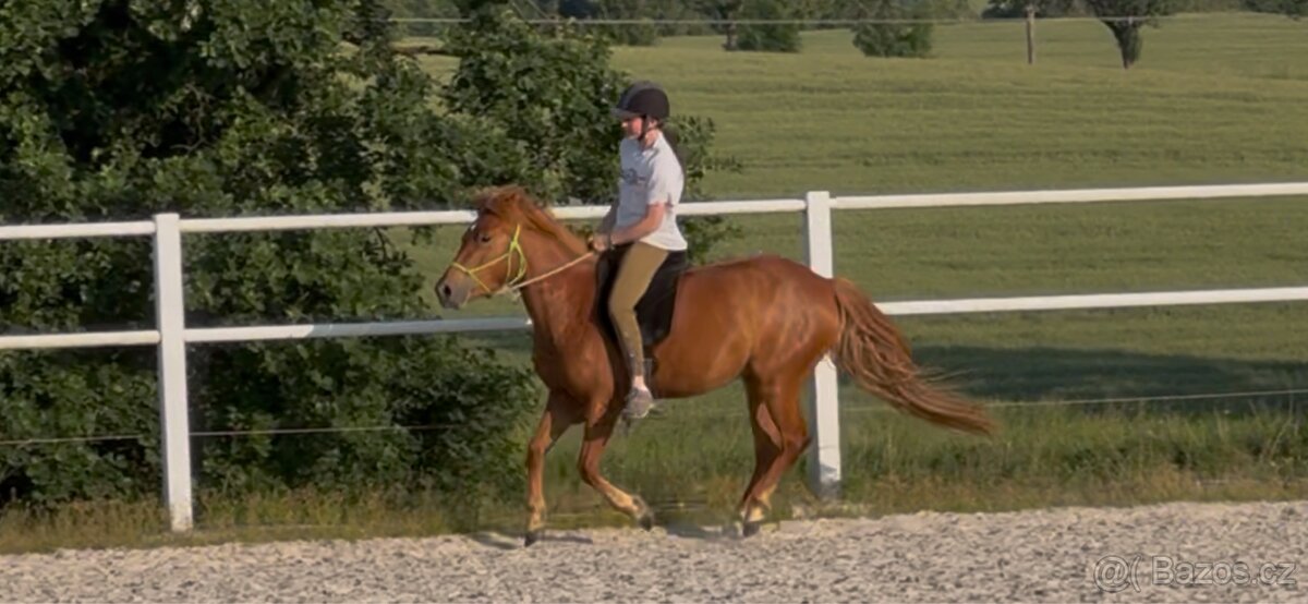 3 letá klisna pony x QH